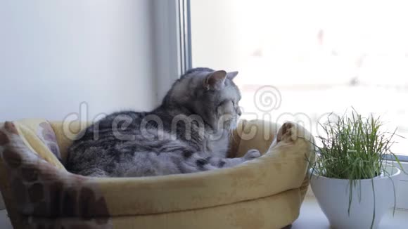 英国猫躺在他的房子里望着窗外视频的预览图