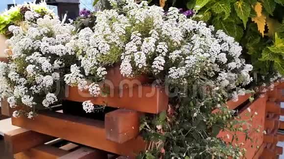 家庭花园中不同植物的花的特写视频的预览图