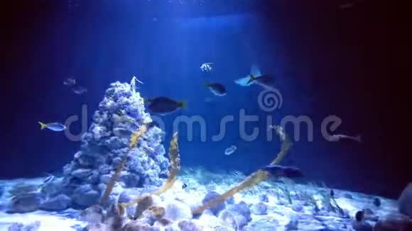 观的水下世界鱼游蓝色背光视频的预览图