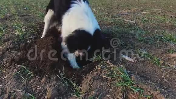 决心的狗在空地上挖一个洞寻找小啮齿动物有目的的宠物抓挠土壤和污垢视频的预览图