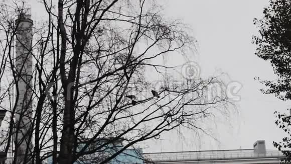乌鸦从树枝上起飞离开巢穴糟糕的天气视频的预览图
