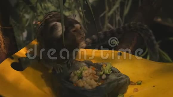普通猴子吃水果和蔬菜片视频的预览图