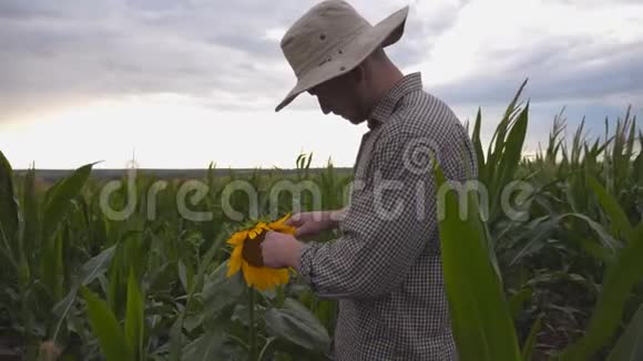 年轻的农民在有机农场的玉米地上轻轻地抚摸着一朵向日葵站在玉米种植园的男工视频的预览图