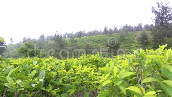 绿茶种植园在风中视频的预览图