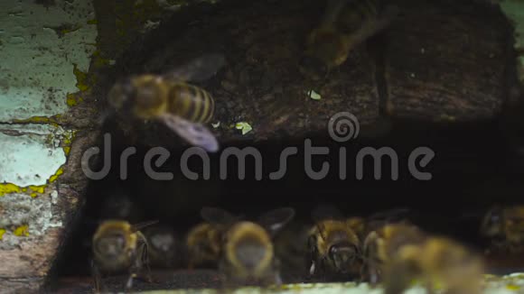 蜜蜂在蜂房的洞里飞来飞去把收集到的花粉带到它们的脚边视频的预览图