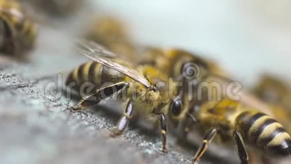 许多蜜蜂在它们的木制蜂巢附近飞来飞去挥舞着翅膀视频的预览图