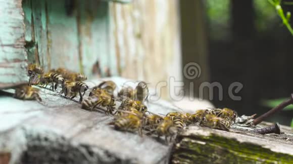 蜜蜂在木制蜂房附近飞行挥动翅膀携带采集到的花蜜视频的预览图