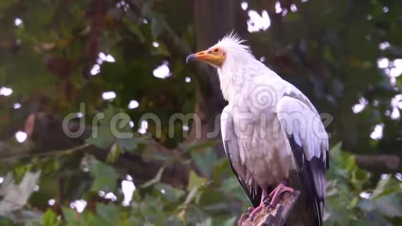 一只白色埃及秃鹫的特写镜头来自A的热带食腐鸟幽灵视频的预览图