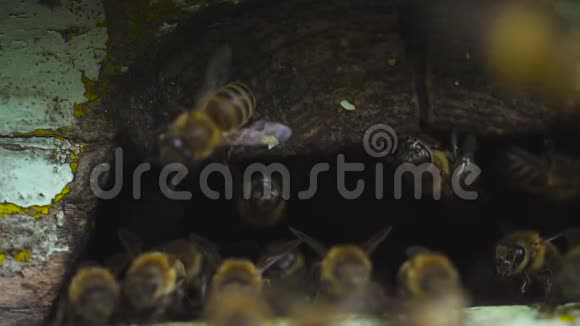 蜜蜂通过蜂巢的一个洞飞过去把花蜜转化为蜂蜜视频的预览图