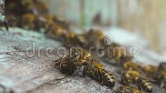蜜蜂飞到他们的木制蜂巢附近聚集在一起挥舞着翅膀视频的预览图