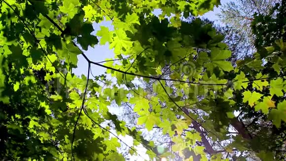 绿色背景与枫叶太阳阳光照在树的叶子上视频的预览图