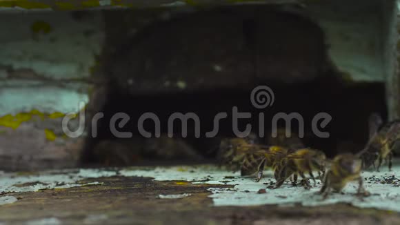 一大群蜜蜂飞到它们的木箱附近沿着木箱爬行视频的预览图