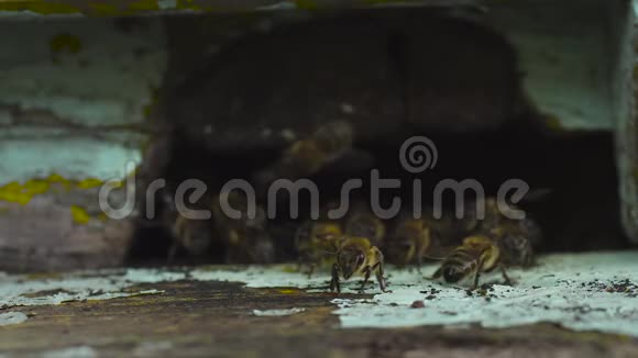 一大群蜜蜂在他们的木制蜂巢附近飞行视频的预览图