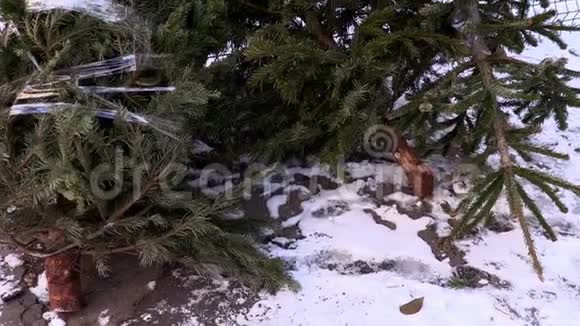 假日过后一棵棵树在雪地里枯萎了视频的预览图