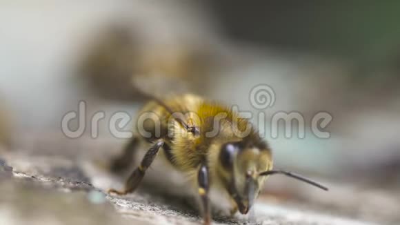 两只蜜蜂飞到他们的木制蜂巢附近沿着它爬行他们做蜂蜜视频的预览图