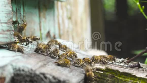 蜜蜂在它们的木蜂窝附近飞来飞去集体劳动视频的预览图