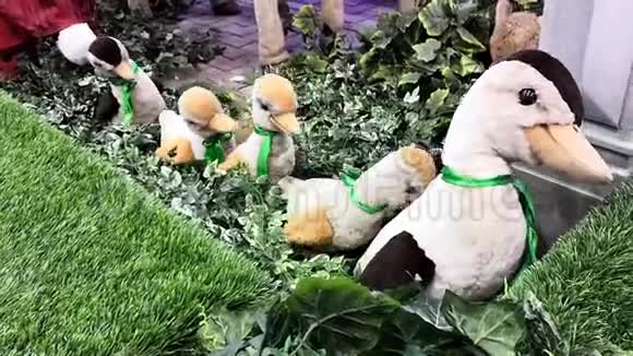 软鸭子跟着他们的母亲在一条链子视频的预览图