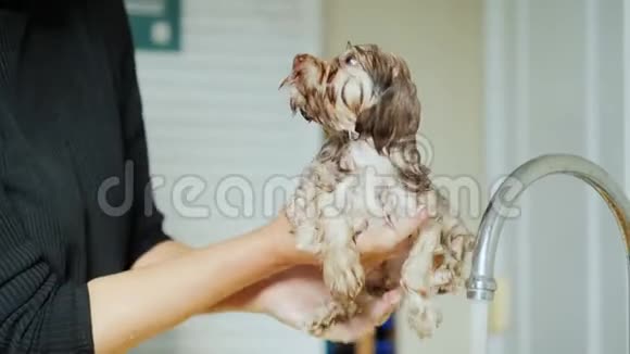 那个女人用洗发水给小狗洗澡并彻底清洗照顾可爱的小狗视频的预览图