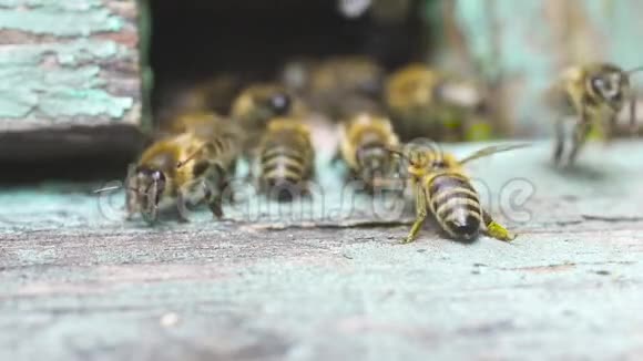 蜜蜂在他们的木制蜂巢附近飞行他们用花粉酿制甜蜜视频的预览图