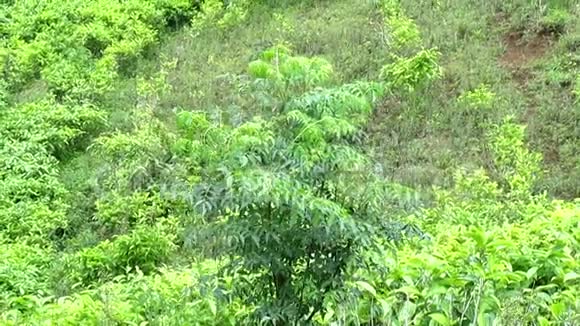 绿茶种植园在风中视频的预览图
