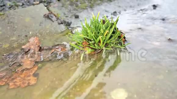 草长在屋檐下的排水槽里郁郁葱葱的青草在泥泞的水中在脏水里漩涡泡沫流视频的预览图