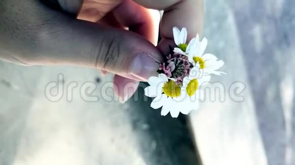 一个年轻的女孩手里拿着一朵菊花宏观模式母亲儿子送给她母亲的礼物视频的预览图