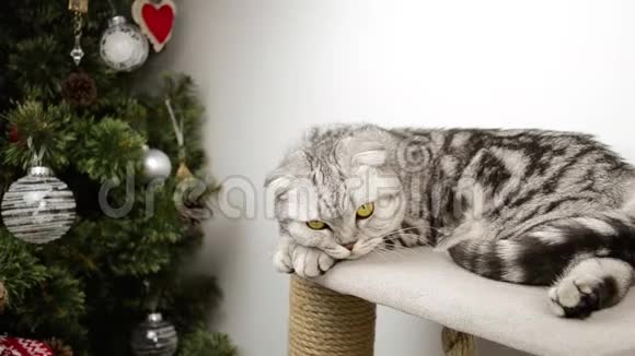 可爱的灰色家庭苏格兰折叠猫躺在玩具屋里环顾四周翻身视频的预览图