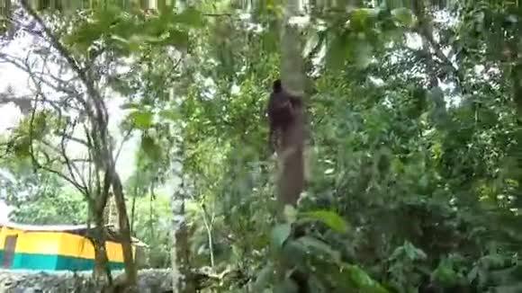 卡布钦猴子家族爬树米沙瓦利亚马逊雨林视频的预览图