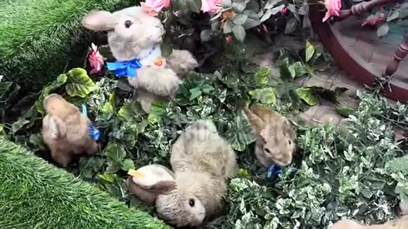 兔子兔子操场兔子宠物一起玩可爱的动物软兔子跟着妈妈一起玩视频的预览图