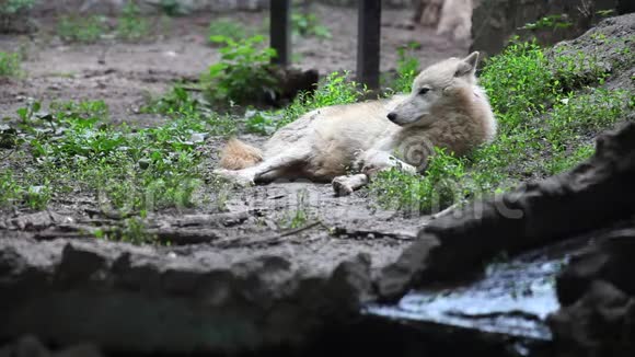 动物园里栖息的北极狼视频的预览图