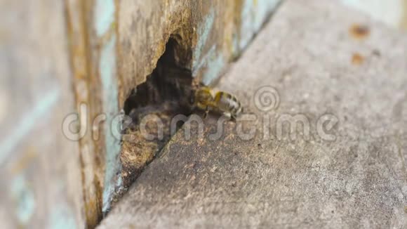 蜜蜂飞到蜂巢的一个洞里携带收集到的花粉做蜂蜜视频的预览图