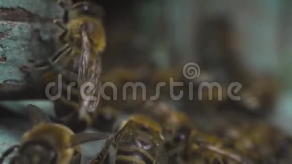成群的蜜蜂在他们的木制蜂巢附近飞翔授粉植物和花卉视频的预览图
