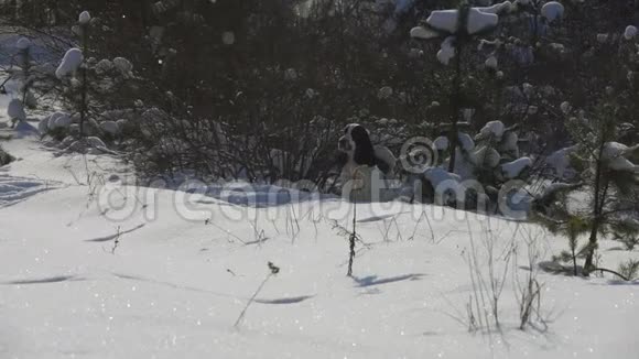 英国公鸡猎犬站在狩猎的立场视频的预览图