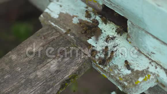 蜜蜂飞到他们的木制蜂巢里挥动翅膀载着花花蜜视频的预览图