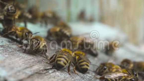 蜜蜂飞到他们的木制蜂巢附近聚集在一起携带收集到的花蜜视频的预览图