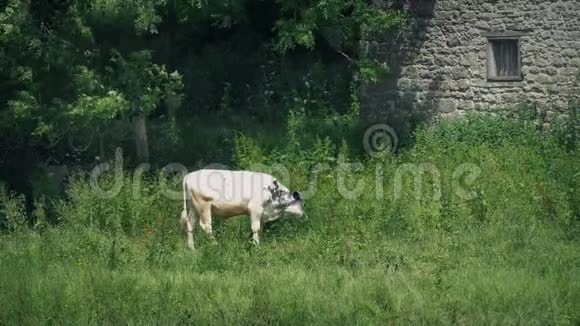 夏天牛在谷仓吃草视频的预览图