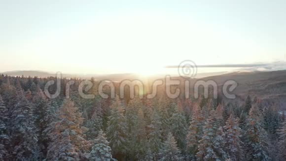 4k鸟瞰围绕着一个惊人的日出在靠近阿什兰的雪林上空盘旋视频的预览图