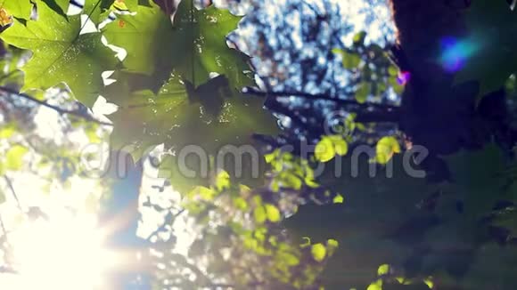 绿色背景与枫叶太阳阳光照在树的叶子上视频的预览图