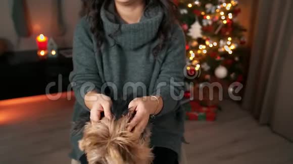 亚洲年轻的女人在新年圣诞节的内部正在玩一只有趣的小狗家庭舒适的概念新视频的预览图