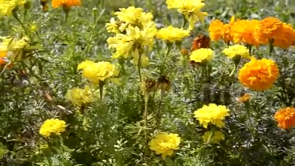 阳光明媚的夏日橙色万寿菊的视频片段视频的预览图