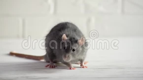 灰色的小老鼠坐在白色的地板上站在腿上洗脸跑视频的预览图