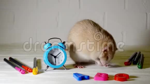 可爱的棕色老鼠傻瓜坐在白色的地板上有时钟钢笔ABC研究概念视频的预览图