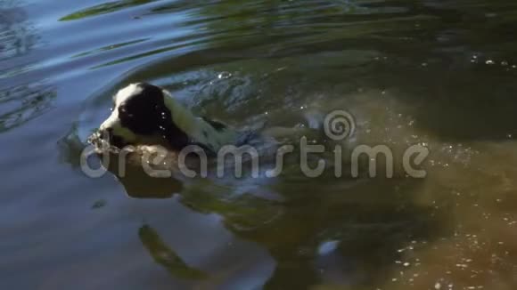 英国公鸡猎犬在露天池塘里游泳视频的预览图