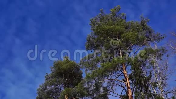高高的松树在蓝天上随风摇摆白云绵绵视频的预览图