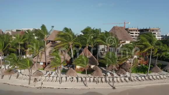 远离加勒比海上空的一群棕榈树4k无人机镜头视频的预览图