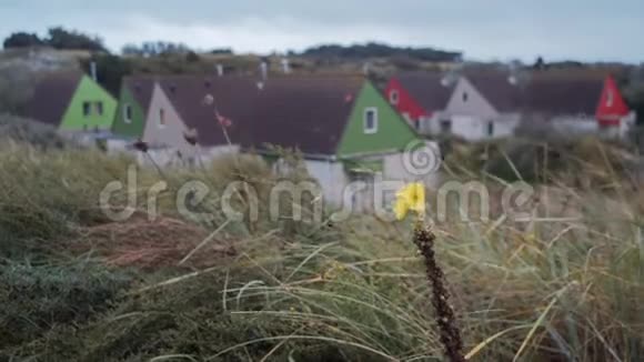 荷兰村赞德沃尔特上秋草黄花背景视频的预览图