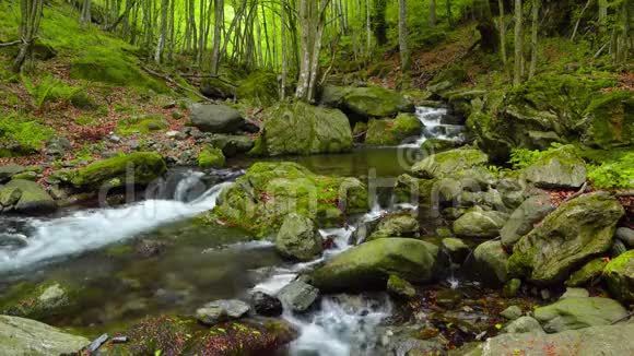 小溪流过森林视频的预览图