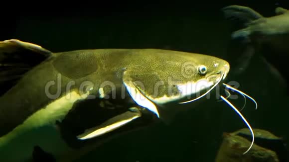 一条红尾鲶鱼的特写镜头从美国亚马逊河流域的热带大鱼斑斑游过视频的预览图