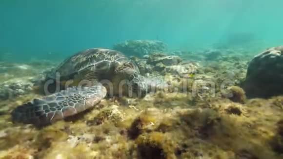 海龟在水下底部吃海藻透明海水中珊瑚礁上的热带海龟水下视频的预览图