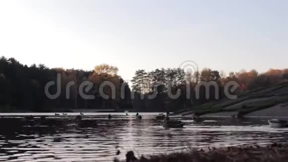 秋天的时候鸭子漂浮在湖面上落叶的秋天视频的预览图